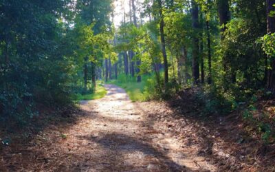 A sandy trail winding through tall pines in Hitchcock Woods