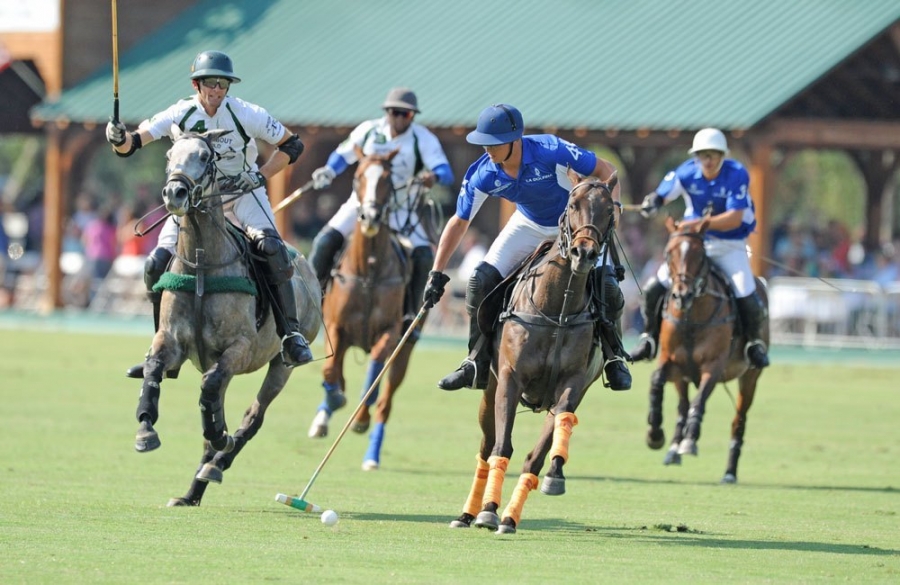 Polo ponies at full gallop during an Aiken polo match
