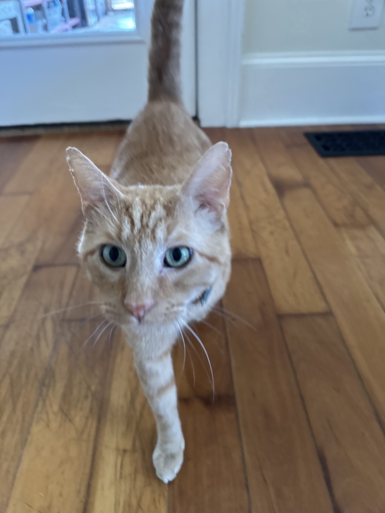 One of Tiffany McGhee's cats, an orange tabby with green eyes, walking toward the camera across a hardwood floor